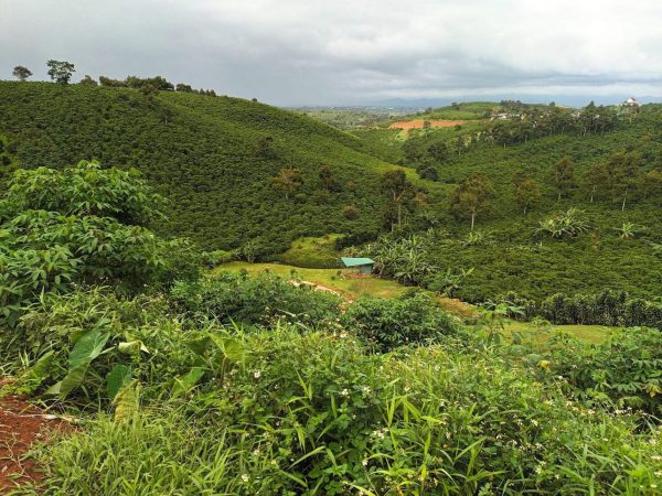 Bán 1,1 ha ngay trung tâm Lộc Thanh Bảo Lộc Lâm Đồng