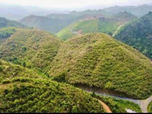 Bán 1,75 ha đất vườn 2 mặt tiền nhựa Thôn 10C Lộc Thành Bảo Lâm Lâm Đồng