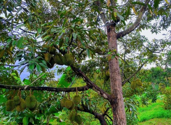 Bán 1,85 ha vườn Cây ăn trái tại Lộc Nam Bảo Lâm Lâm Đồng