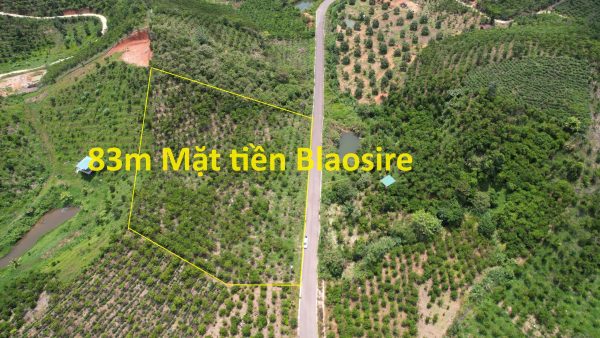 Bán 5,109 m2. 83m Mặt tiền đường nhựa BlaoSire Đại Lào Bảo Lộc Lâm Đồng