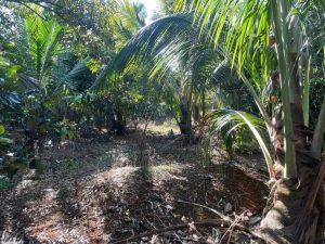 Bán 1,7 ha Mặt tiền Nguyễn Tri Phương Lộc Tiến Bảo Lộc Lâm Đồng