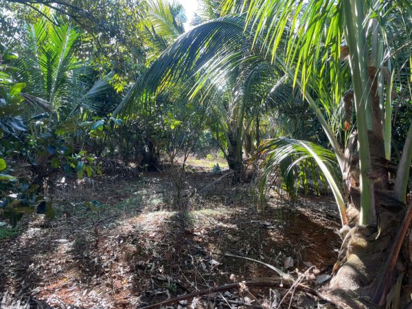 Bán 1,7 ha Mặt tiền Nguyễn Tri Phương Lộc Tiến Bảo Lộc Lâm Đồng