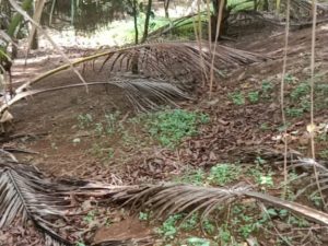 Bán 1,7 ha Mặt tiền Nguyễn Tri Phương Lộc Tiến Bảo Lộc Lâm Đồng